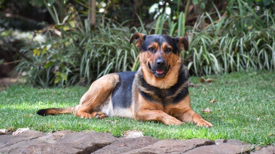 rottie shepherd