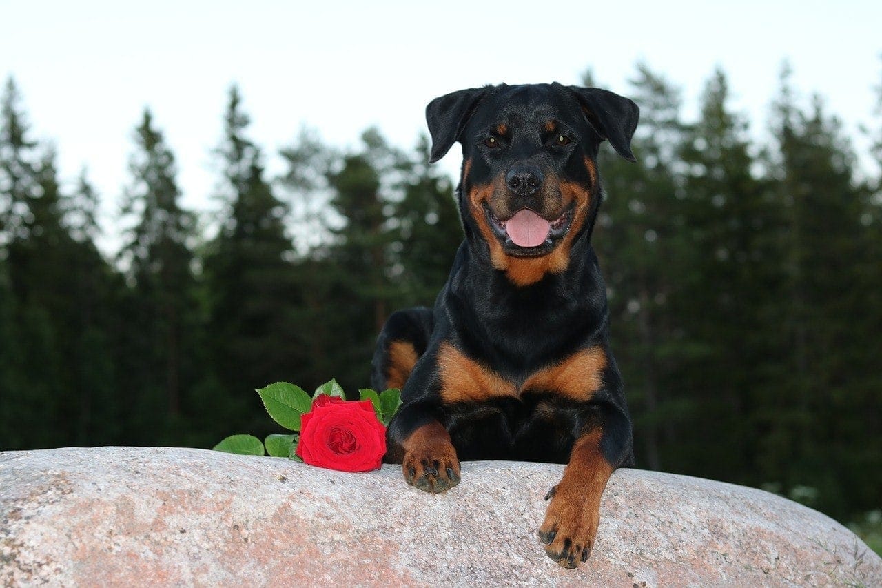 are there 2 different types of rottweilers