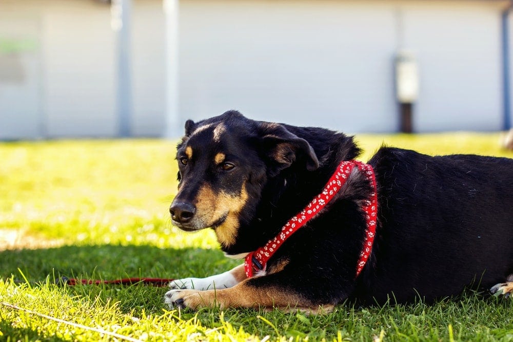 rottweiler corgi mix