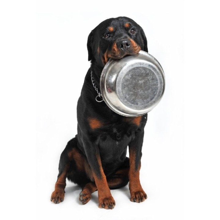 rottweiler dog eating empty food bowl