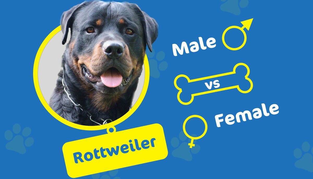rottweiler male vs female