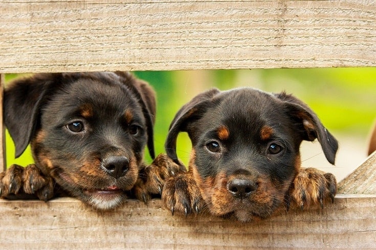 Two puppies behind a fence