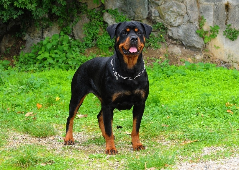 Rottweiler Growth &amp; Weight Chart 2022 (with Pictures) | Hepper