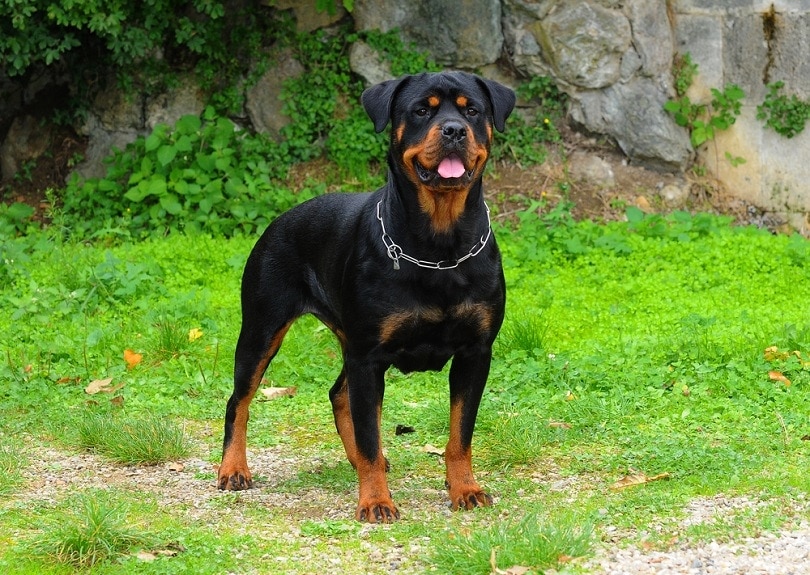 when can rottweiler puppies leave their mother