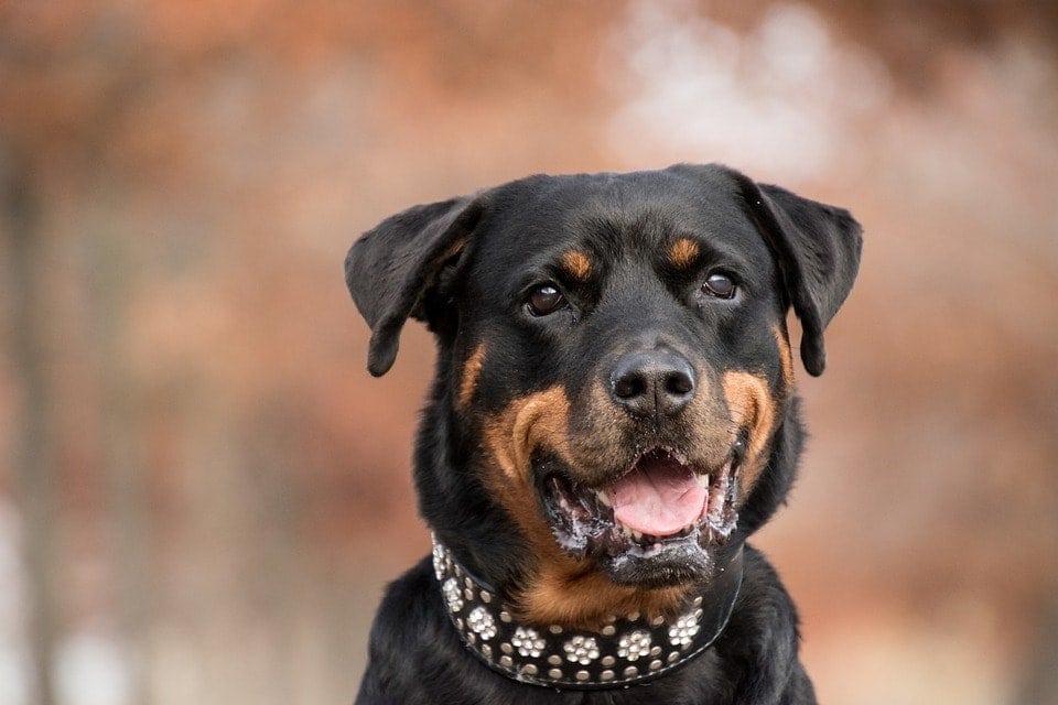 rottweiler wearing dog collar