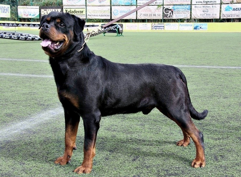 rottweiller