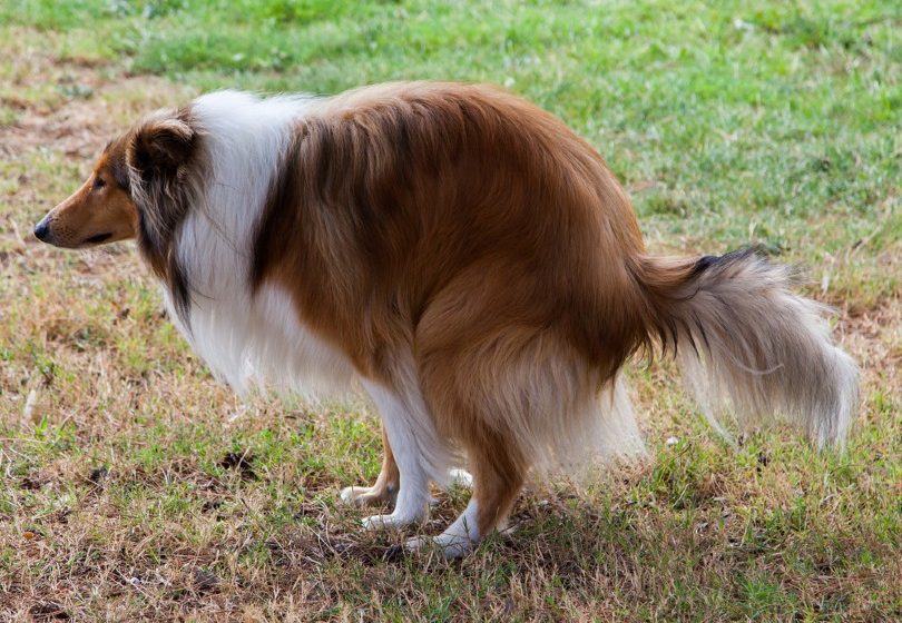 rough collie is shitting on the grass