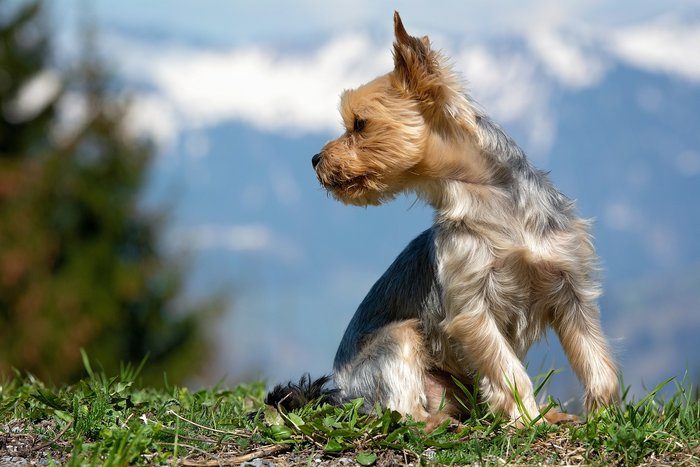 West Highland Terrier & Yorkshire Terrier Mix