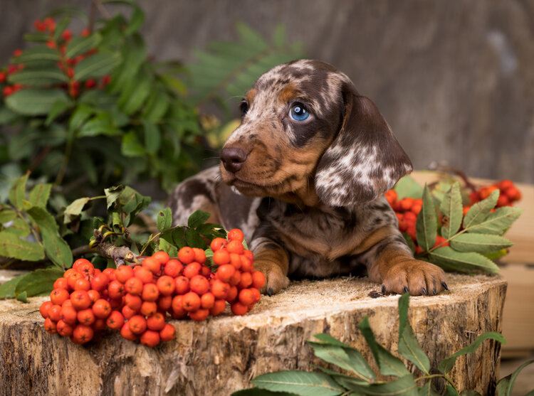 Red Dapple Dachshund: Dog Breed Info, Pictures, Traits, Facts | Hepper Red Dapple Dachshund: Dog Breed Info, Pictures, Traits, Facts | Hepper