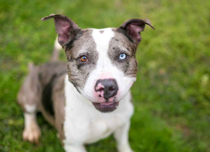 catahoula pitbull mix