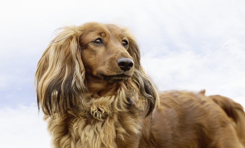 Docker (Dachshund Cocker Spaniel Mix) Info, Pictures & Facts | Hepper