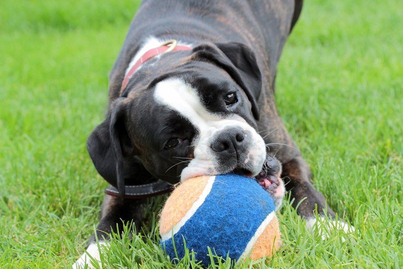 boston boxer puppy playing