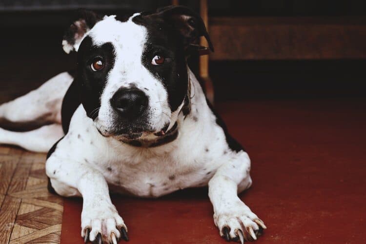 can a australian cattle dog and a american staffordshire terrier be friends