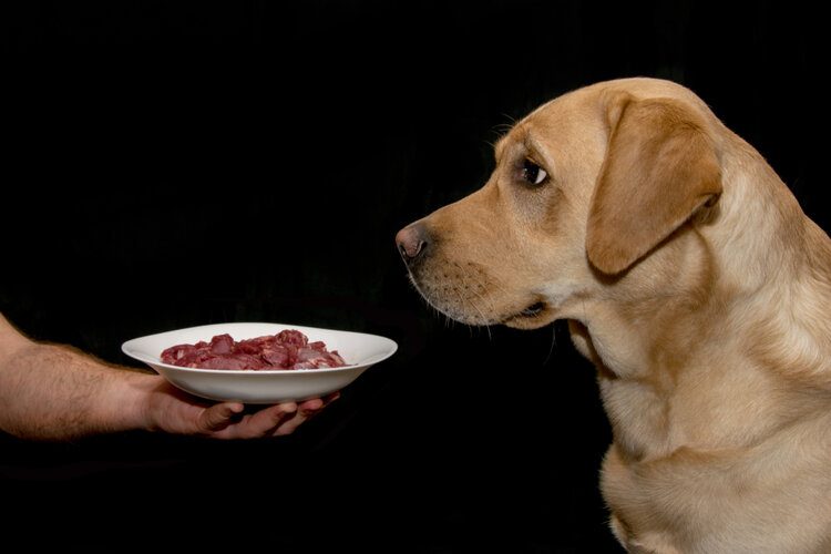 A dog looking at a plate that has food in it