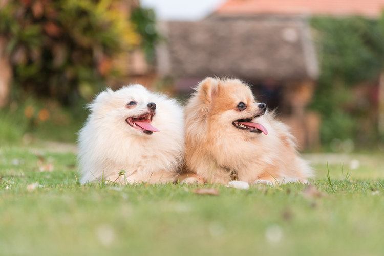 two cute pomeranians