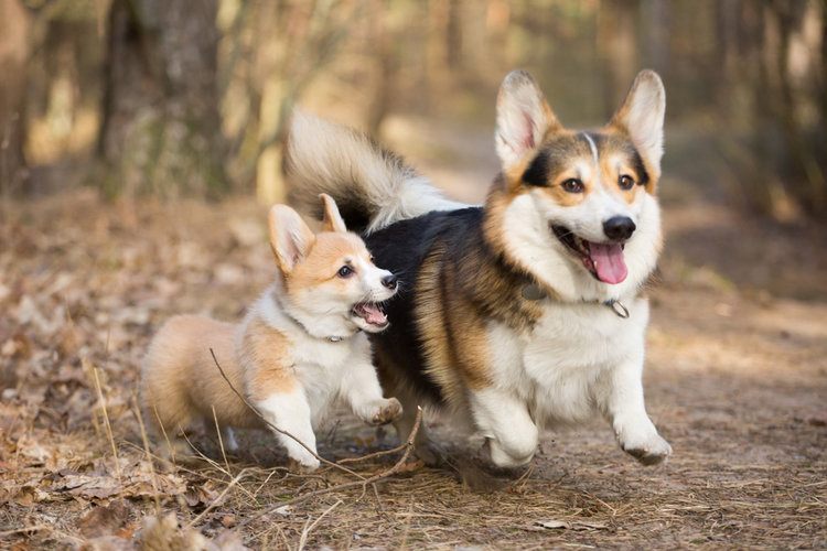 two corgis walking in woods