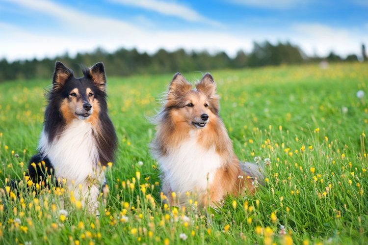 shetland sheepdogs in field