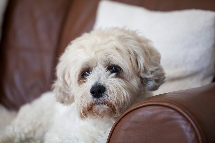 zuchon on couch