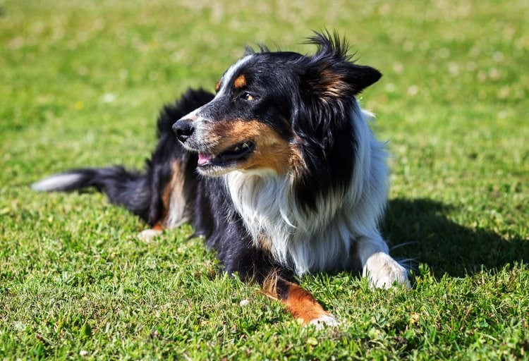 placere Produktion fjerkræ Border Collie Dog Breed Info: Pictures, Personality & Facts | Hepper