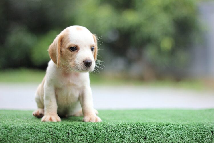 white tan beagle puppy