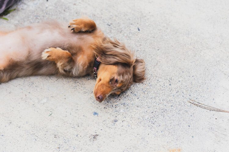 red dapple dachshund on back