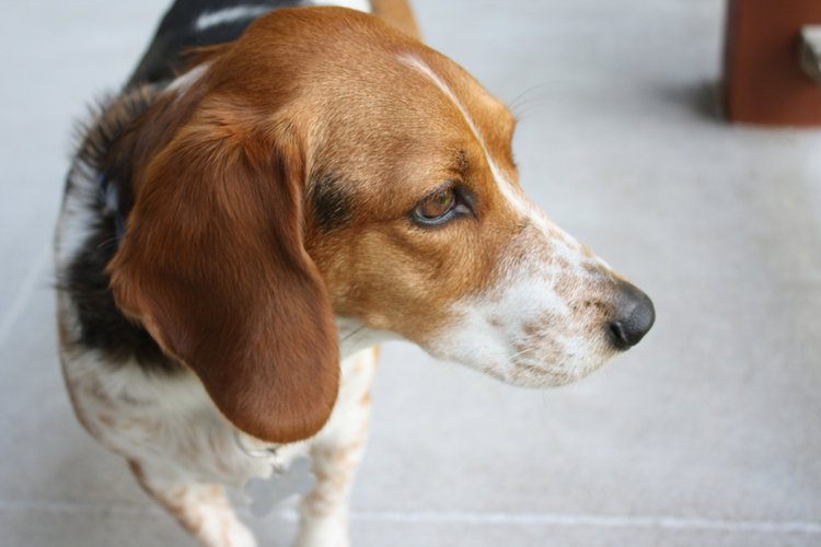 beagle basset mix