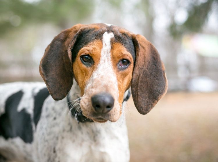 what age should you start training a coon dog