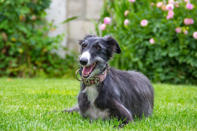 what does a 2 month old silken windhound puppy like to eat