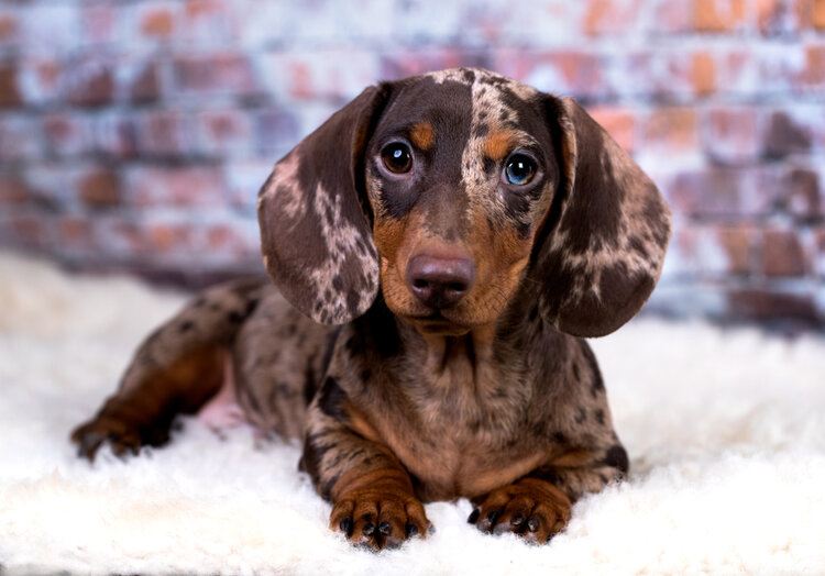 Red Dapple Dachshund: Dog Breed Info, Pictures, Traits, Facts | Hepper Red Dapple Dachshund: Dog Breed Info, Pictures, Traits, Facts | Hepper