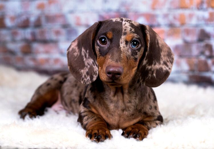 red dapple dachsund puppy