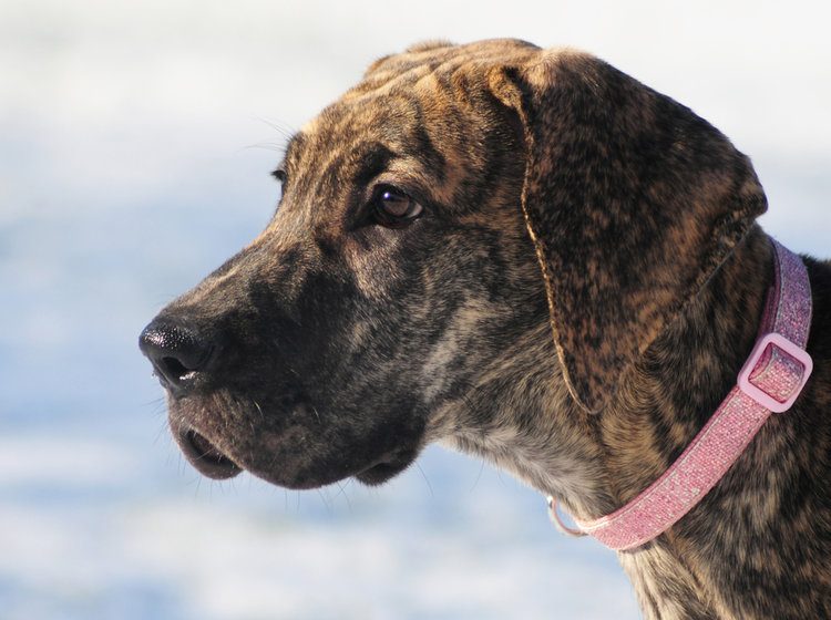 brindle great dane puppy