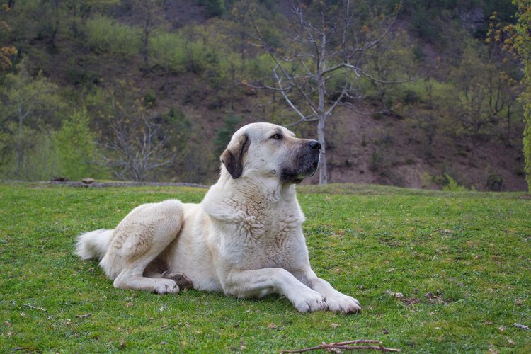 kangal laying down