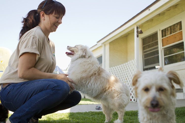 5 benefits of dog daycare is daycare right for your dog