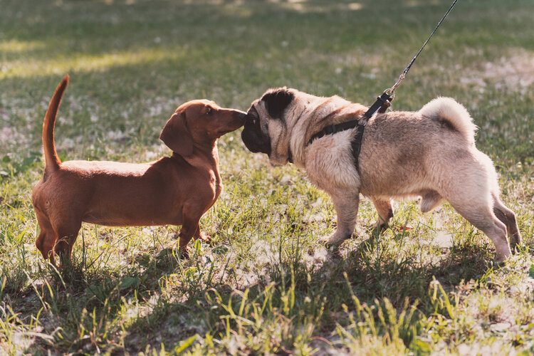 puppy play date