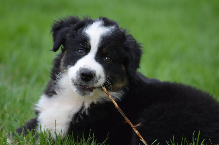 Australian Shepherd Colors, Markings Patterns (With Pictures) | Hepper