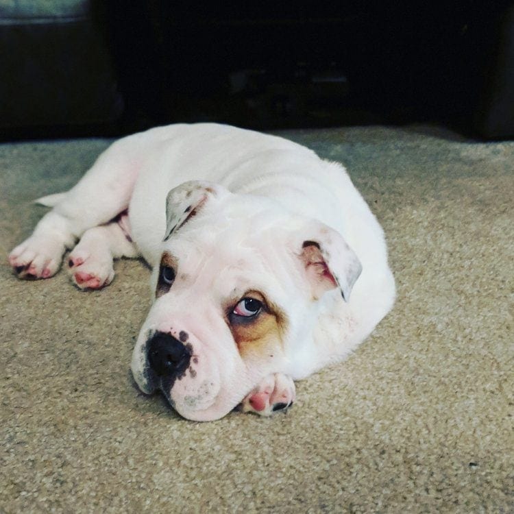 Bullpei puppy pouting fur the camera