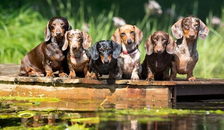group of dachshunds sitting on log