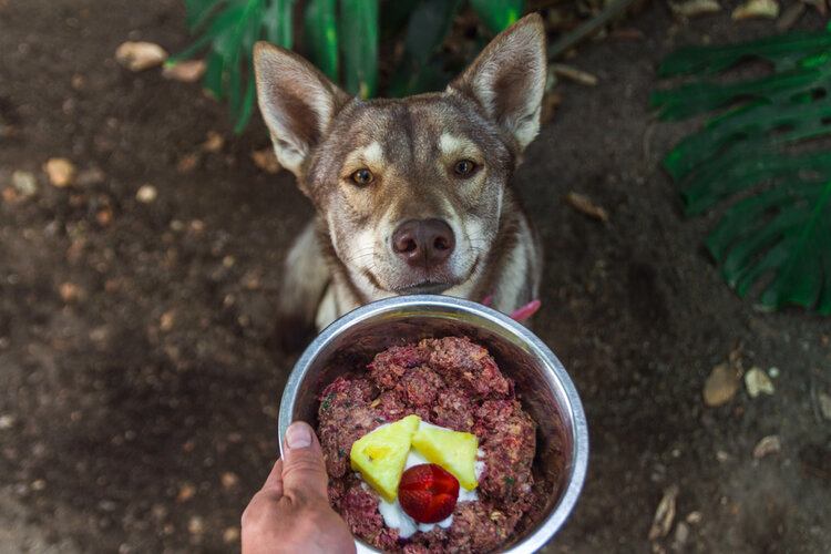 husky being fed raw food