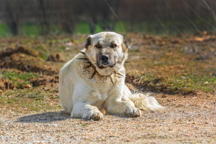 kangal laying down