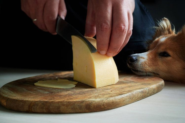 dog looking at cheese
