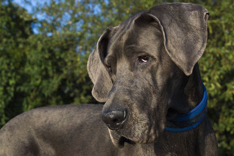 black great dane