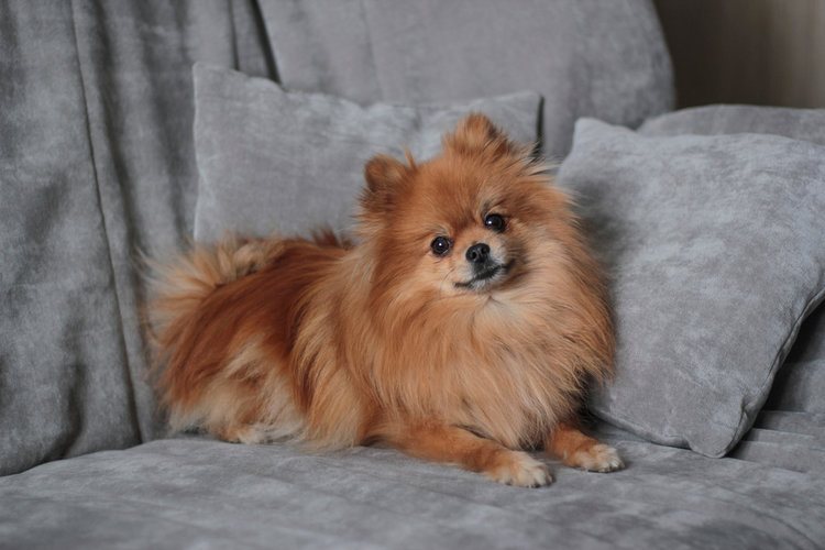 red Pomeranian on grey couch