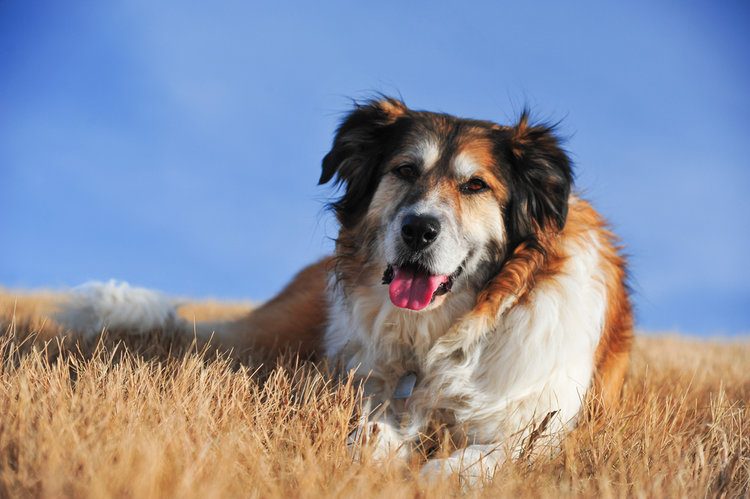 Great Pyrenees Border Collie mix