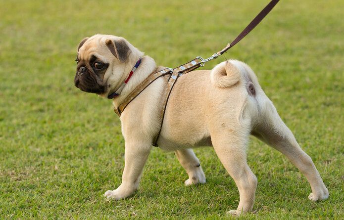 pug with curly tail