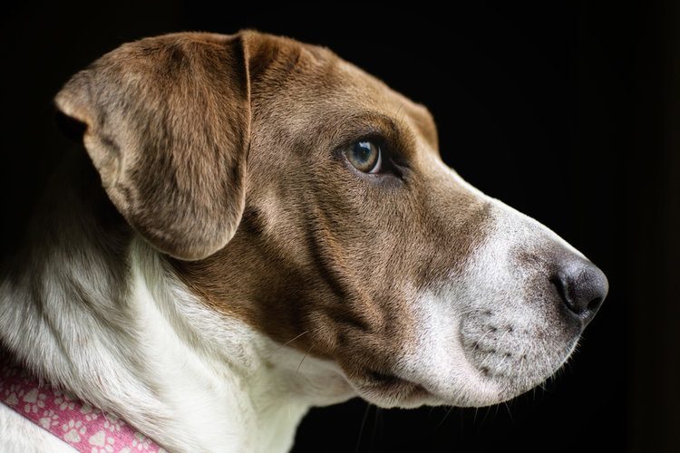 basset hound and Shar-Pei mixed breed