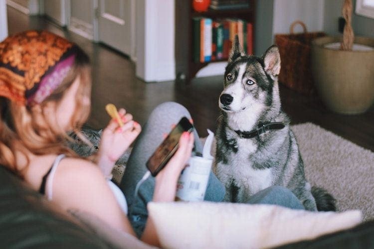 husky watching girl eat chips
