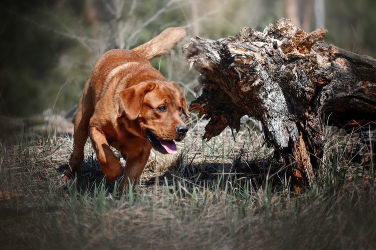 Red Fox Labrador Retriever: Breed Info, Pictures Traits | Hepper