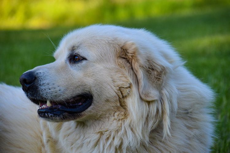 Anatolian Shepherd Mix