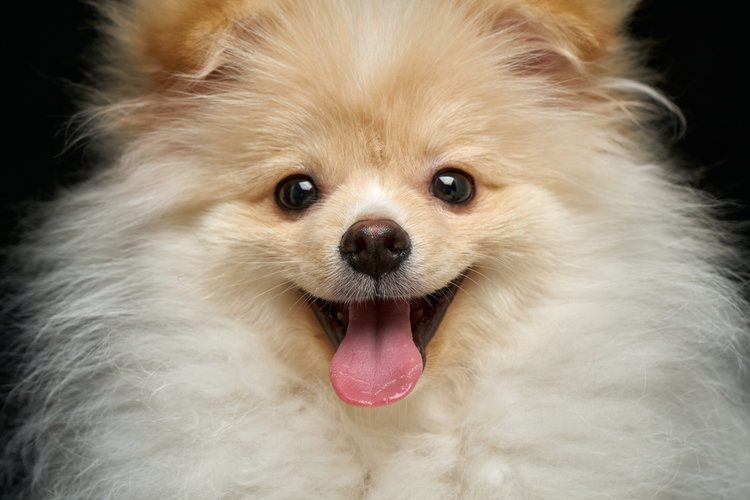 Cream color fluffy pomeranian