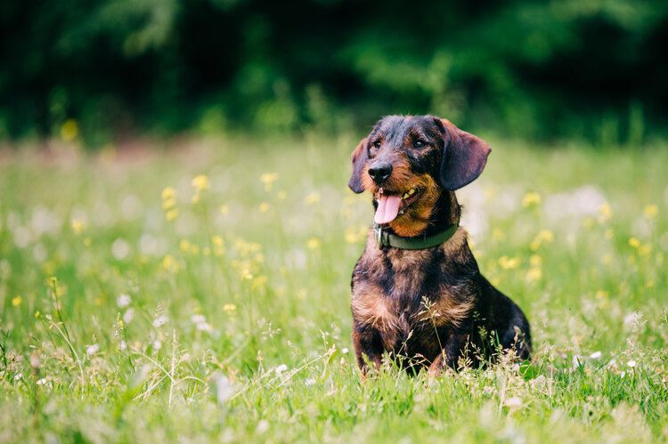 wire haired dachshund